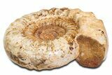 Huge Jurassic Ammonite (Kranosphinctes) Fossil - Madagascar #339449-2